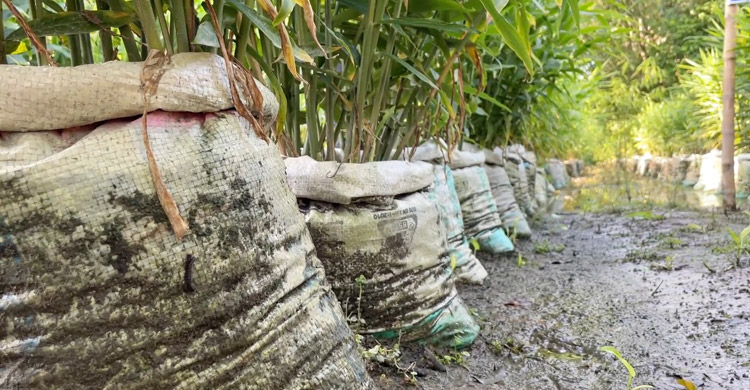 আগ্রহ বাড়ছে বস্তায় আদা চাষের