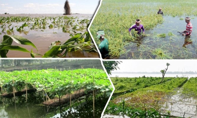 চাঁপাইনবাবগঞ্জে তিনটি নদীর পানি বেড়ে কৃষকের ক্ষতি ৪৯ কোটি 
