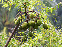 বিদেশে যাচ্ছে ঝালকাঠির আমড়া