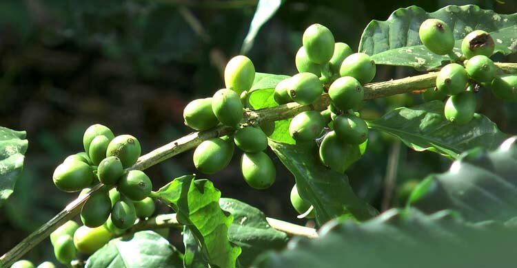 শেরপুরে কফি চাষে সফলতার নতুন সম্ভাবনা