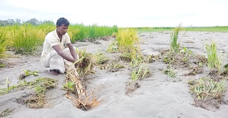 বন্যায় ফসল হারিয়ে মাথায় হাত তিস্তা পাড়ের কৃষকদের