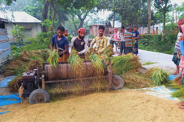 বিরামপুরে কৃষিশ্রমিকেরা ধান কাটছেন বিচালির বিনিময়ে