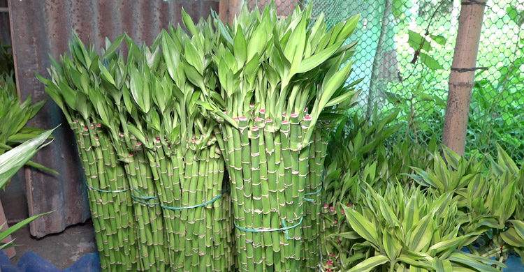লাকি ব্যাম্বুর বাণিজ্যিক চাষে সফলতা