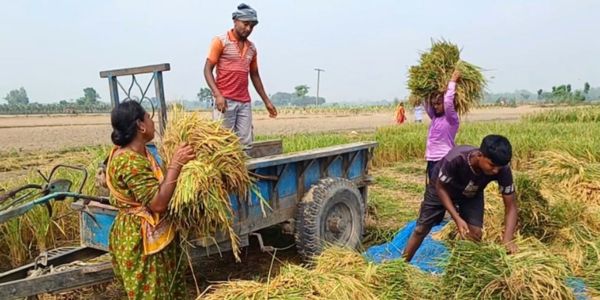 ধান কাটার উৎসব: ঠাকুরগাঁওয়ে চলছে কৃষি উদযাপন 
