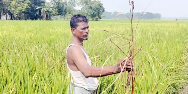 ধানক্ষেতে ব্লাস্ট রোগ: কৃষকদের উদ্বেগ বাড়ছে