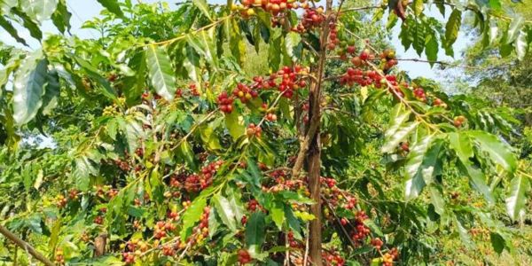 কফির বাগানে ছানোয়ার: সফলতার নতুন উদাহরণ