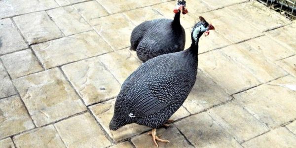কম খরচে তিতির পালন, বাড়বে আয়