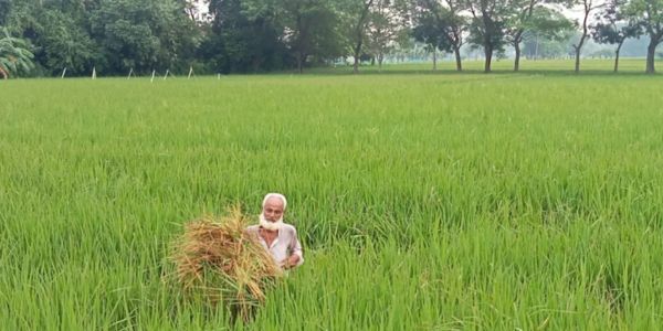 নান্দাইলে ধানের ক্ষতি: কৃষক দিশেহারা