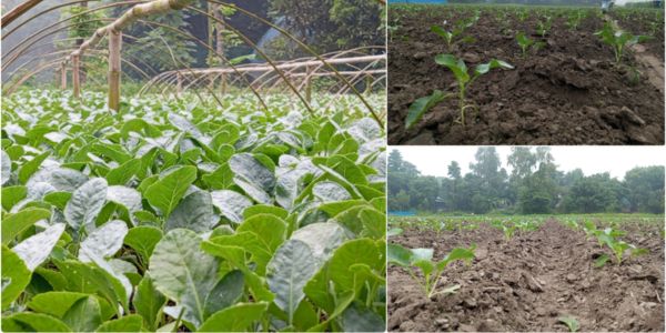 মজিবরের টার্গেট: ৩০ লাখ টাকার ফুলকপি বিক্রি