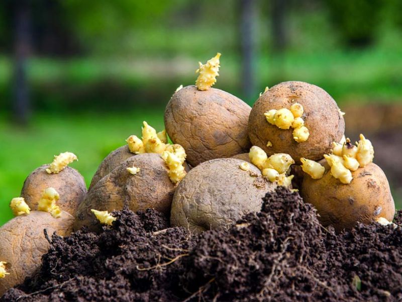 কৃষকেরা নয়, বিএডিসির আলুর বীজ পাচ্ছে ডিলাররা