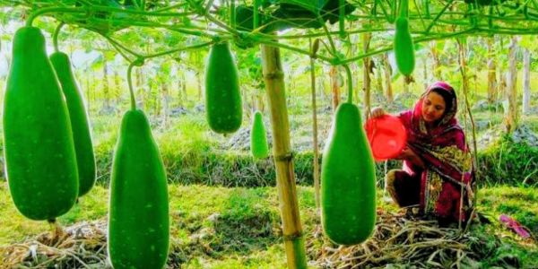 চট্টগ্রামে আগাম সবজি উৎপাদনে নতুন দিগন্ত