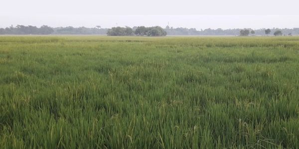 মৌলভীবাজারে বন্যার পর নতুন আমন চাষ শুরু