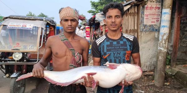 পায়রা নদীতে সাড়ে ১৩ কেজির পাঙাশ জালে