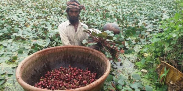 নাটোরে কৃষকেরা লাভবান হচ্ছেন পানিফল চাষে