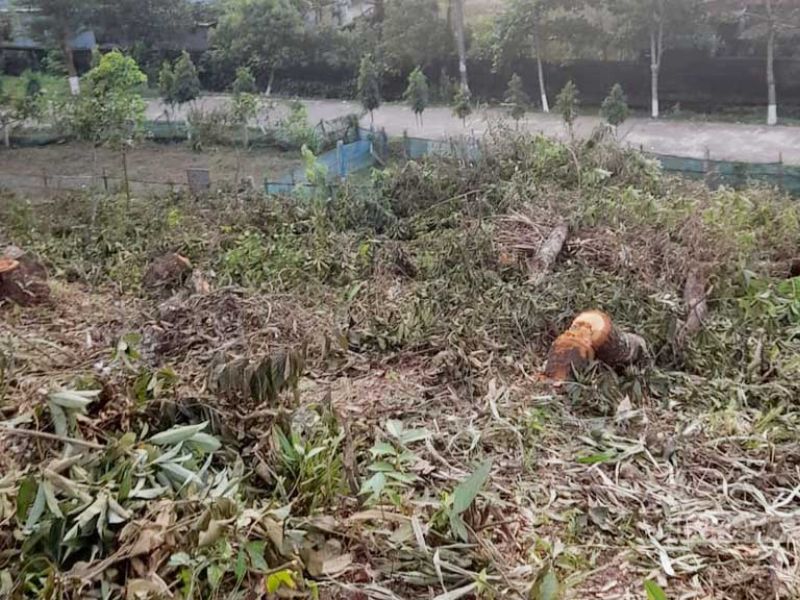 সিলেট কৃষি বিশ্ববিদ্যালয়ে কাটা পড়ল ৭৯টি গাছ 