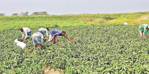 ভোলার মাঝের চর: সারের অভাব প্রকট