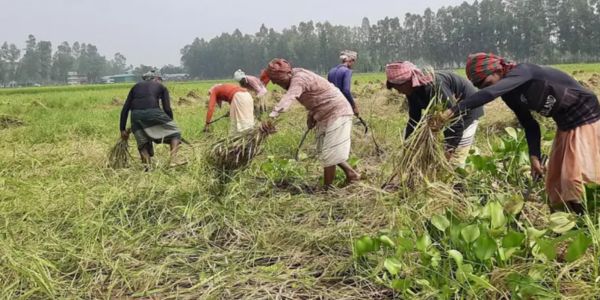 সিংড়ায় শুরু হয়েছে আমন ধান কাটার উৎসব