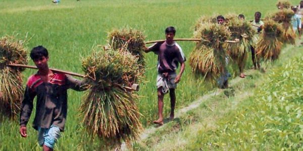 রংপুরে আমন ধানের ফলন আশাব্যঞ্জক