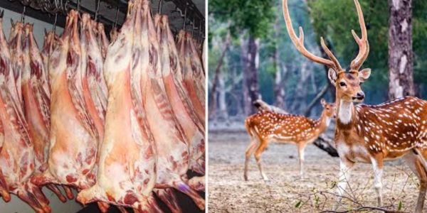 সুন্দরবনে রান্না করা হরিণের মাংস জব্দ