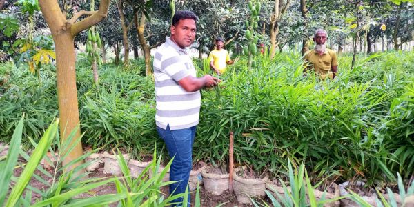 নওগাঁয় তরুণ কৃষকের সফল আদা উদ্যোগ