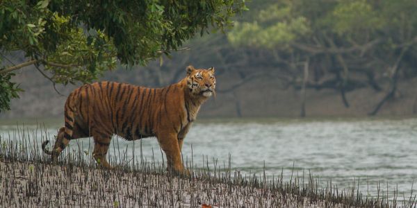 ৪৫ দিন চলবে সুন্দরবনে ক্যামেরা ট্র্যাপিং