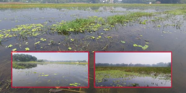শিবালয়ে জলাবদ্ধতায় কৃষকদের দুর্ভোগ বাড়ছে