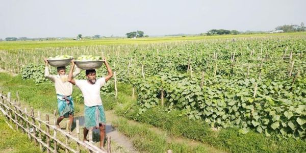 মিরসরাইয়ে খিরার উৎপাদন বাড়ছে দ্রুত গতিতে