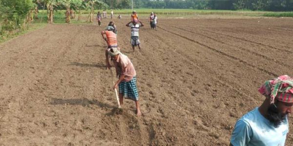 কুষ্টিয়ায় ২৯ কৃষকের যৌথ খামার গঠন