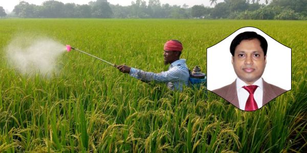 ​আমন ধানে ব্রাউন প্ল্যান্ট হপার আক্রমণ: ফলনের ক্ষতি ও করণীয়