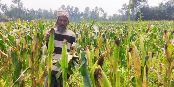 কুড়িগ্রামের চরাঞ্চলে বেড়েছে ভুট্টা চাষ