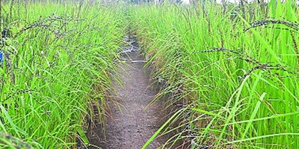 বরিশালে ছাদে প্লাস্টিক বোতলে ধান চাষ