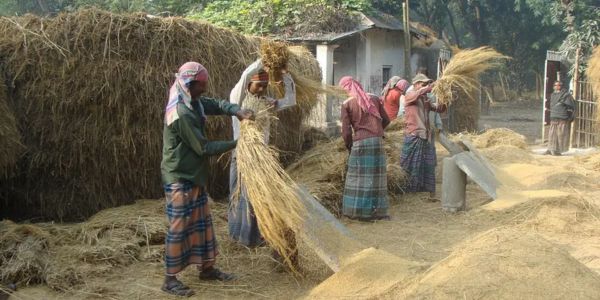আমন ধানের কাটায় উৎসবের আমেজ নীলফামারীতে