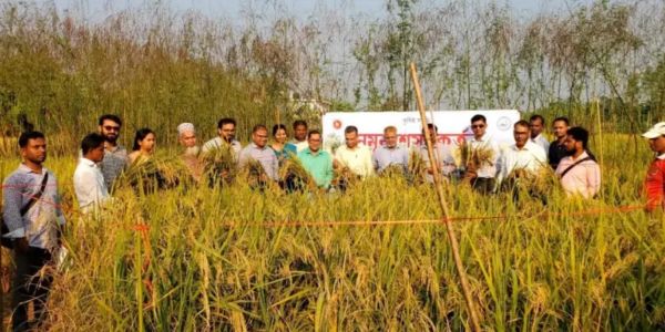 মুন্সিগঞ্জে ব্রি ৪৯ ধানের নমুনা কর্তন অনুষ্ঠিত