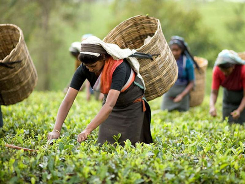 চা শ্রমিকদের বেতন বন্ধ, মানবেতর জীবন