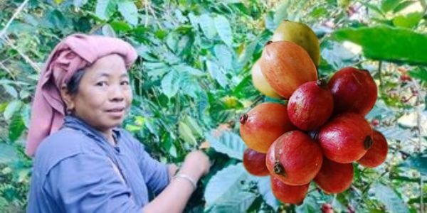 সীতাকুণ্ডে ‘রোভাস্টা জাতের’ কফি চাষে বাজিমাত