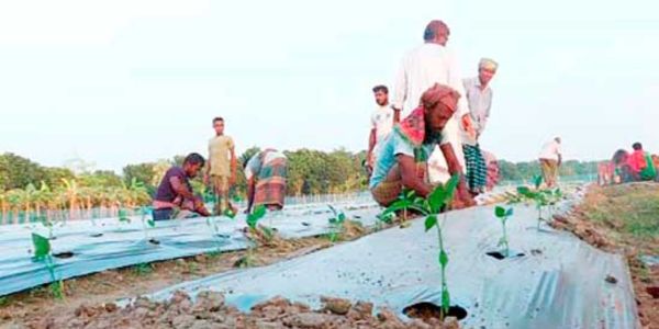 কুমারখালীতে বাণিজ্যিকভাবে ক্যাপসিকাম চাষ