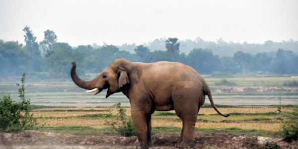 চকরিয়ায় বন্য হাতির আক্রমণে আহত দুই