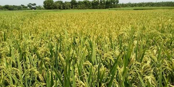 বোরো আবাদের আগেই বাড়তি খরচ, লোকসানের শঙ্কা কৃষকের