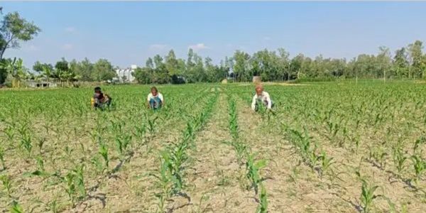 সিরাজগঞ্জে ভুট্টা চাষে কৃষকদের ব্যস্ততা