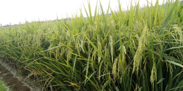 দেশি জাতের ধানের জনপ্রিয়তা পুনরুদ্ধার হচ্ছে