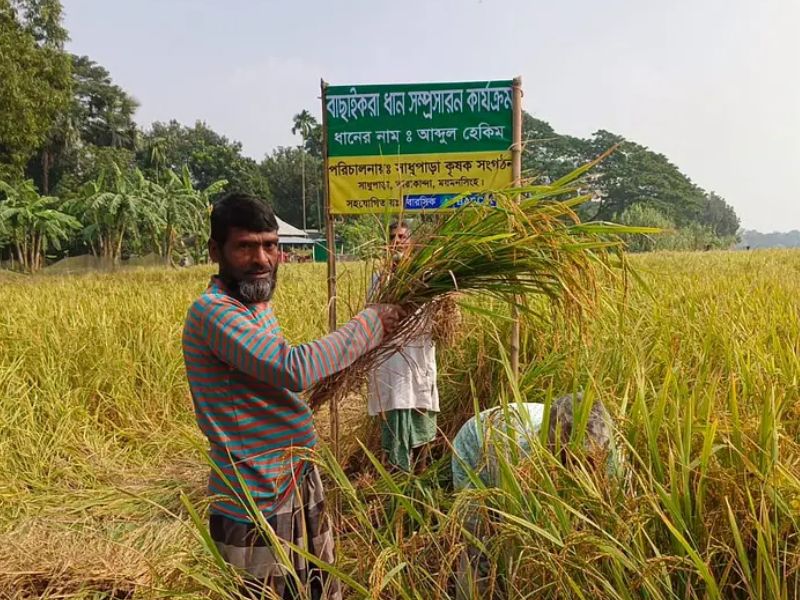 কৃষকের নামে ধানের নাম ‘হেকিম’, ভালো ফলনে উৎসব করে কাটা শুরু