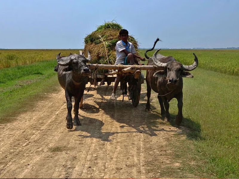 দেশি জাতের ধানের সংকট বাড়ছে দেশে