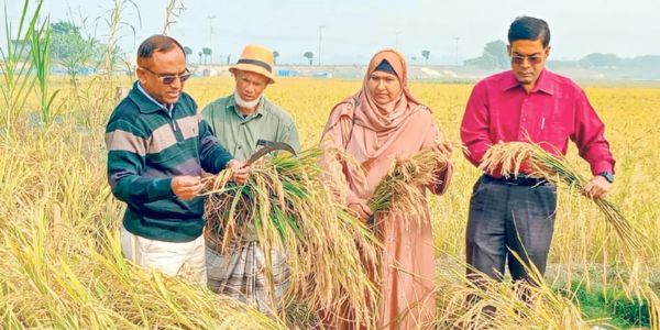 নূর মোহাম্মদের নতুন চিকন ধান উদ্ভাবন
