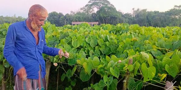 কিশোরগঞ্জে ‘গাছ আলু’ চাষে বেশি লাভ, আগ্রহী হচ্ছেন অনেকেই