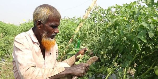 কুষ্টিয়ায় বিষমুক্ত সবজি চাষে আগ্রহ বাড়ছে কৃষকদের