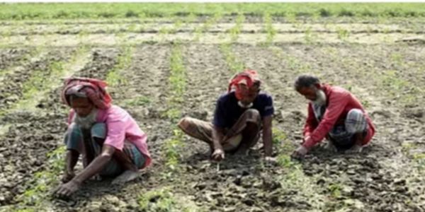 ভালো দামের আশায় সিরাজগঞ্জের যমুনা চরে ব্যাপক কাঁচা মরিচ চাষ