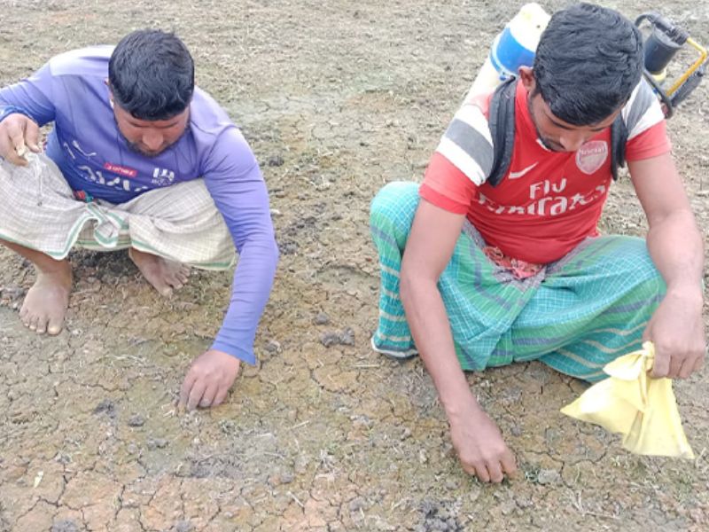 অঙ্কুরিত হয়নি প্রণোদনার পেঁয়াজ বীজ, ক্ষতিগ্রস্ত কৃষক