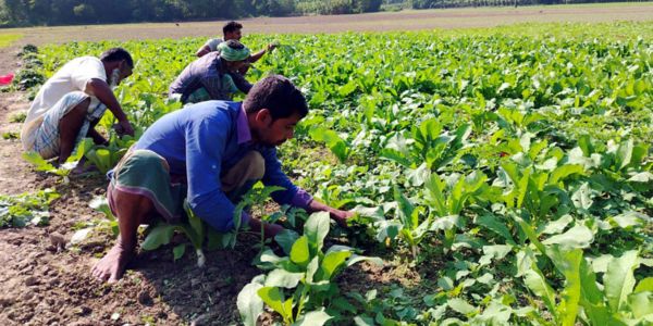 শীতকালীন ফসল নিয়ে ব্যস্ত মাদারীপুরের কৃষকেরা