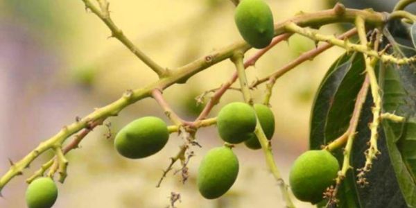 জয়পুরহাটে তীব্র তাপদাহে আমের গুটি হলুদ হয়ে ঝড়ে যাচ্ছে