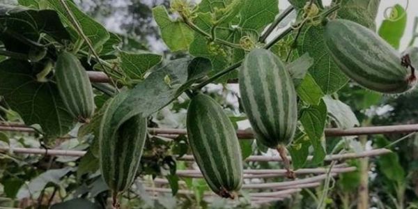 সাতক্ষীরা কালিগঞ্জে পটল চাষে বাম্পার ফলন